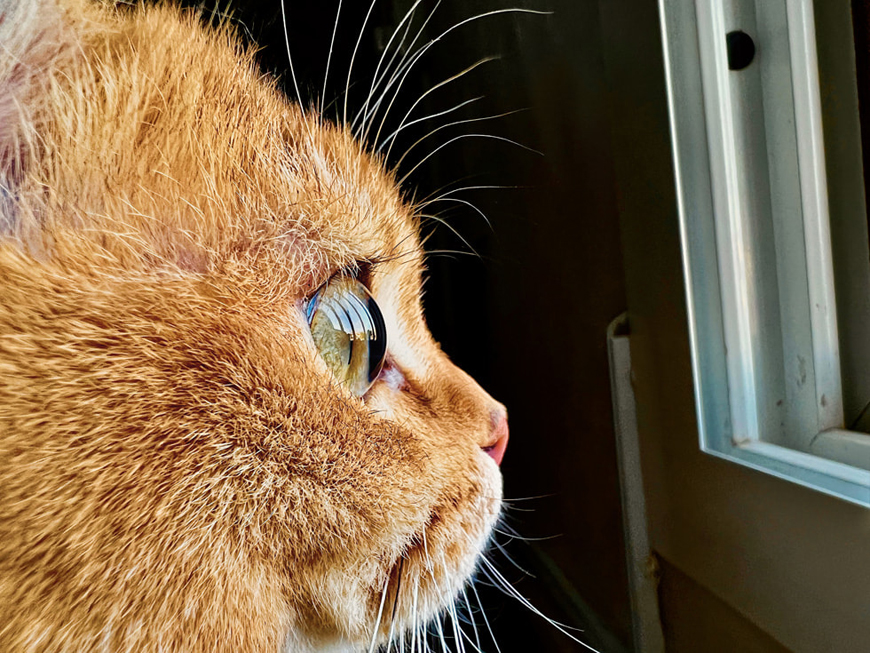 iPhone 13 Pro Max macro photos