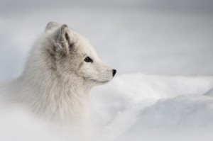 IceFox phones icon